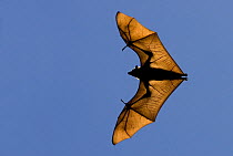 Madagascar fruit bat / flying fox (Pteropus rufus) Berenty Reserve, Madagascar