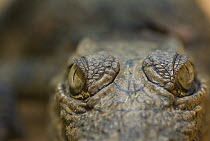 Nile Crocodile (Crocodylus niloticus) close-up of top of head, captive, Madagascar