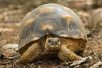 Radiated tortoise (Geochelone radiata) portrait, Berenty Reserve, Madagascar