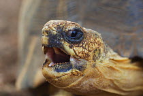 Radiated tortoise (Geochelone radiata) with mouth open, Berenty Reserve, Madagascar