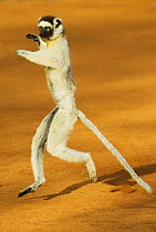 Verreaux's sifaka (Propithecus verreauxi) running, Berenty Reserve, Madagascar
