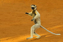 Verreaux's sifaka (Propithecus verreauxi) running, Berenty Reserve, Madagascar
