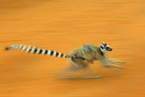 Ring-tailed lemur (Lemur catta) adult running with young on its back, Berenty Reserve, Madagascar