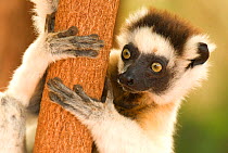 RF- Verreaux's sifaka (Propithecus verreauxi) clinging to tree, Berenty Reserve, Madagascar, Africa. (This image may be licensed either as rights managed or royalty free.)