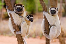 Two Verreaux's sifakas (Propithecus verreauxi) adults with a baby up trees, Berenty Reserve, Madagascar