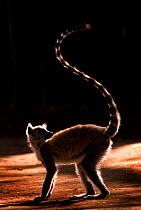 RF- Ring-tailed lemur (Lemur catta) with tail in the air silhouetted in light, Berenty Reserve, Madagascar, Africa. (This image may be licensed either as rights managed or royalty free.)