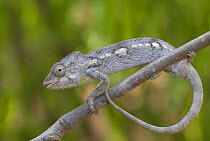 Warty chameleon (Chamaeleo verrucosus) on branch, Berenty Reserve, Madagascar