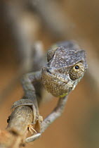 Warty chameleon (Chamaeleo verrucosus) walking along branch towards camera, Berenty Reserve, Madagascar