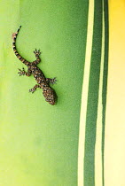 Gecko (Hemidactylus sp) on plant, Madagascar