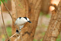 Hook billed vanga (Vanga curvirostris) perched on branch, Madagascar
