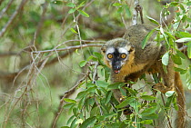Red fronted brown lemur (Lemur fulvus rufus) walking along leaf covered branch, Madagascar