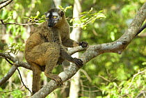 Red fronted brown lemur (Lemur fulvus rufus) sitting on branch, Madagascar