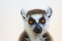 Ring-tailed lemur (Lemur catta) portrait, Berenty Reserve, Madagascar, Madagascar