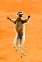 RF- Verreaux's sifaka (Propithecus verreauxi) running,  Berenty reserve, Madagascar, Africa. (This image may be licensed either as rights managed or royalty free.)