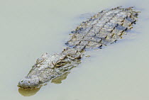 Nile crocodile (Crocodylus niloticus) partially submerged, captive, Madagascar