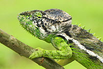 Oustalet's chameleon (Furcifer oustaleti) portrait, Madagascar