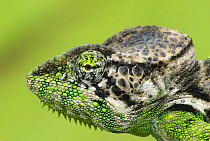 Oustalet's chameleon (Furcifer oustaleti) close-up of head, Madagascar