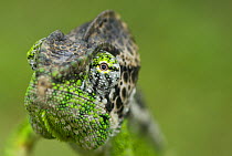 Oustalet's chameleon (Furcifer oustaleti) head, Madagascar