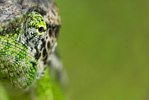 Oustalet's chameleon (Furcifer oustaleti) close-up of face, Madagascar