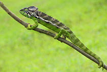 Oustalet's chameleon (Furcifer oustaleti) on branch, Madagascar