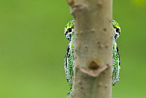 Oustalet's chameleon (Furcifer oustaleti) eyes visible either side of the branch it is on, Madagascar