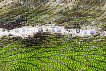 Oustalet's chameleon (Furcifer oustaleti) close-up of skin, Madagascar