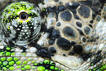 Oustalet's chameleon (Furcifer oustaleti) close-up of eye, Madagascar