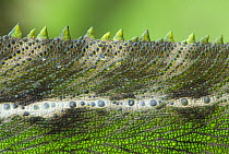 Oustalet's chameleon (Furcifer oustaleti) close-up of the spines on its back, Madagascar