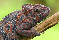 Oustalet's chameleon (Furcifer oustaleti) portrait of female, Madagascar