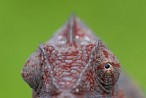 Oustalet's chameleon (Furcifer oustaleti) female with eyes pointing different directions, Madagascar