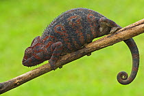 Oustalet's chameleon (Furcifer oustaleti) female on branch, Madagascar