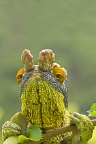 Parson's chameleon (Chamaeleo parsonii) looking over branch, Madagascar