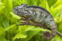 Oustalet's chameleon (Furcifer oustaleti) on branch, Madagascar