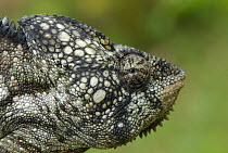 Oustalet's chameleon (Furcifer oustaleti) portrait, Madagascar