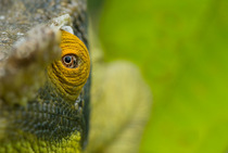 Parson's chameleon (Chamaeleo parsonii) eye, Madagascar