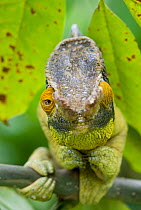 Parson's chameleon (Chamaeleo parsonii) with eyes facing different directions, Madagascar