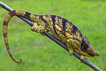 Parson's chameleon (Chamaeleo parsonii) walking down branch, Madagascar