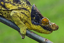 Parson's chameleon (Chamaeleo parsonii) portrait, Madagascar