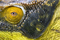 Parson's chameleon (Chamaeleo parsonii) close-up of face, Madagascar