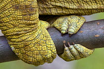 Parson's chameleon (Chamaeleo parsonii) close-up of feet gripping branch, Madagascar