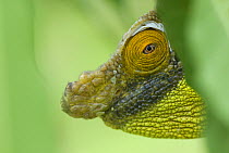 Parson's chameleon (Chamaeleo parsonii) looking out from behind leaf, Madagascar