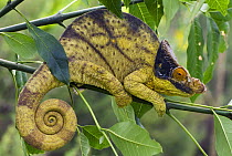 Parson's chameleon (Chamaeleo parsonii) on branch, Madagascar
