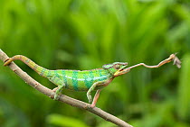 Panther chameleon (Furcifer pardalis) cathing prey with tongue, sequence 2/4, Madagascar