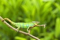 Panther chameleon (Furcifer pardalis) having caught prey on tongue, sequence 3/4, Madagascar