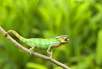 Panther chameleon (Furcifer pardalis) with prey in mouth, sequence 3/4, Madagascar