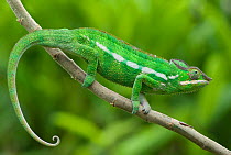 RF- Panther chameleon (Furcifer pardalis) on branch, Madagascar, Africa. (This image may be licensed either as rights managed or royalty free.)