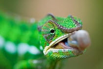 Panther chameleon (Furcifer pardalis) with tongue sticking out, Madagascar
