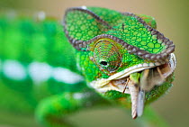 Panther chameleon (Furcifer pardalis) eating, Madagascar