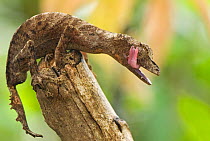 Leaf-tailed Gecko (Uroplatus phantasticus) on the top of a branch licking its face, Madagascar