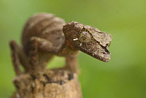 Leaf-tailed Gecko (Uroplatus phantasticus) Madagascar